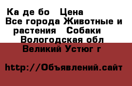 Ка де бо › Цена ­ 25 000 - Все города Животные и растения » Собаки   . Вологодская обл.,Великий Устюг г.